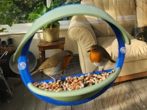 Window Bird Feeder Porthole Style