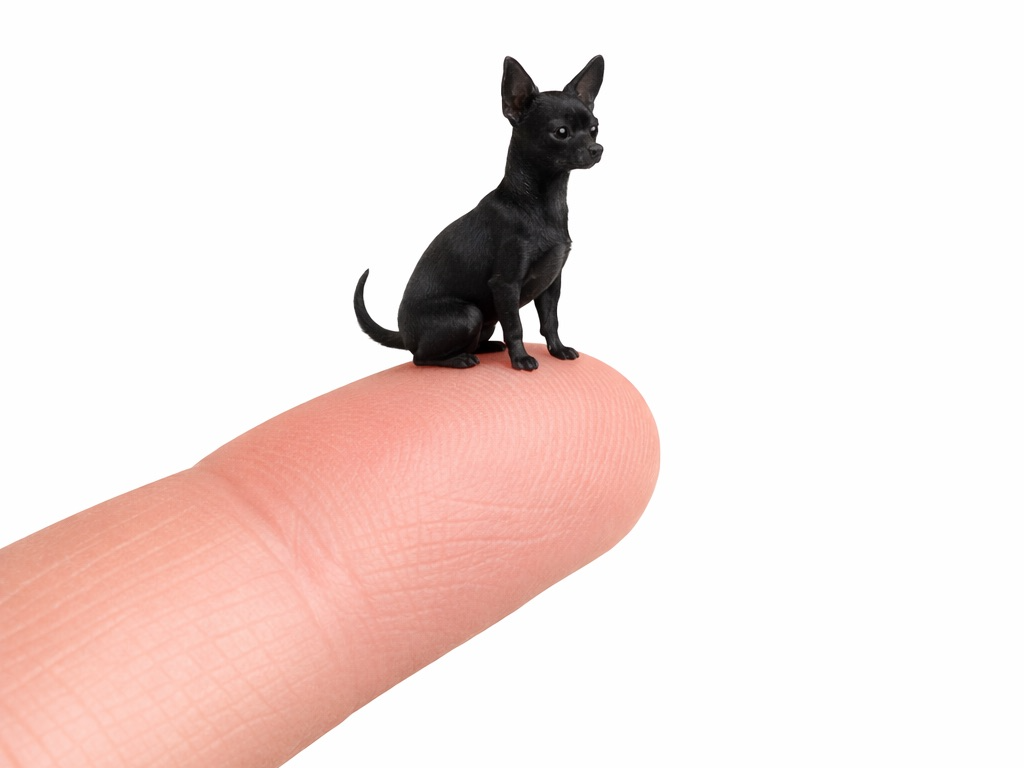 30mm Dog Miniatures - #10 Chihuahua Sitting