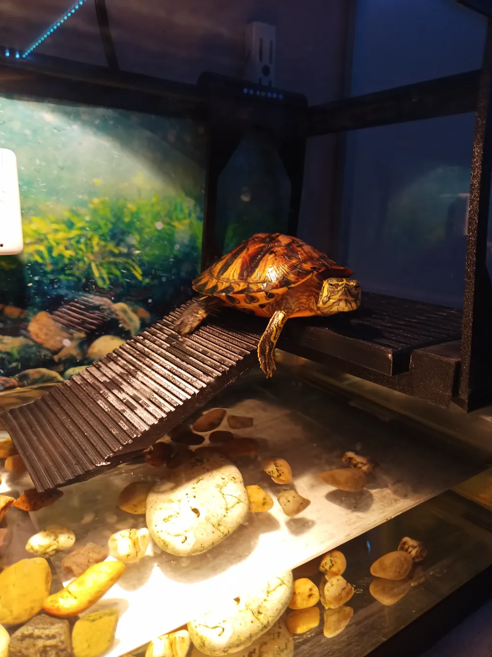 3d Print Turtle Ramp Modular Turtle Climbing Platform by Madary PrintsMakerWorld: Download ...