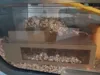 0.24mm layer, 2 walls, 15% infill
