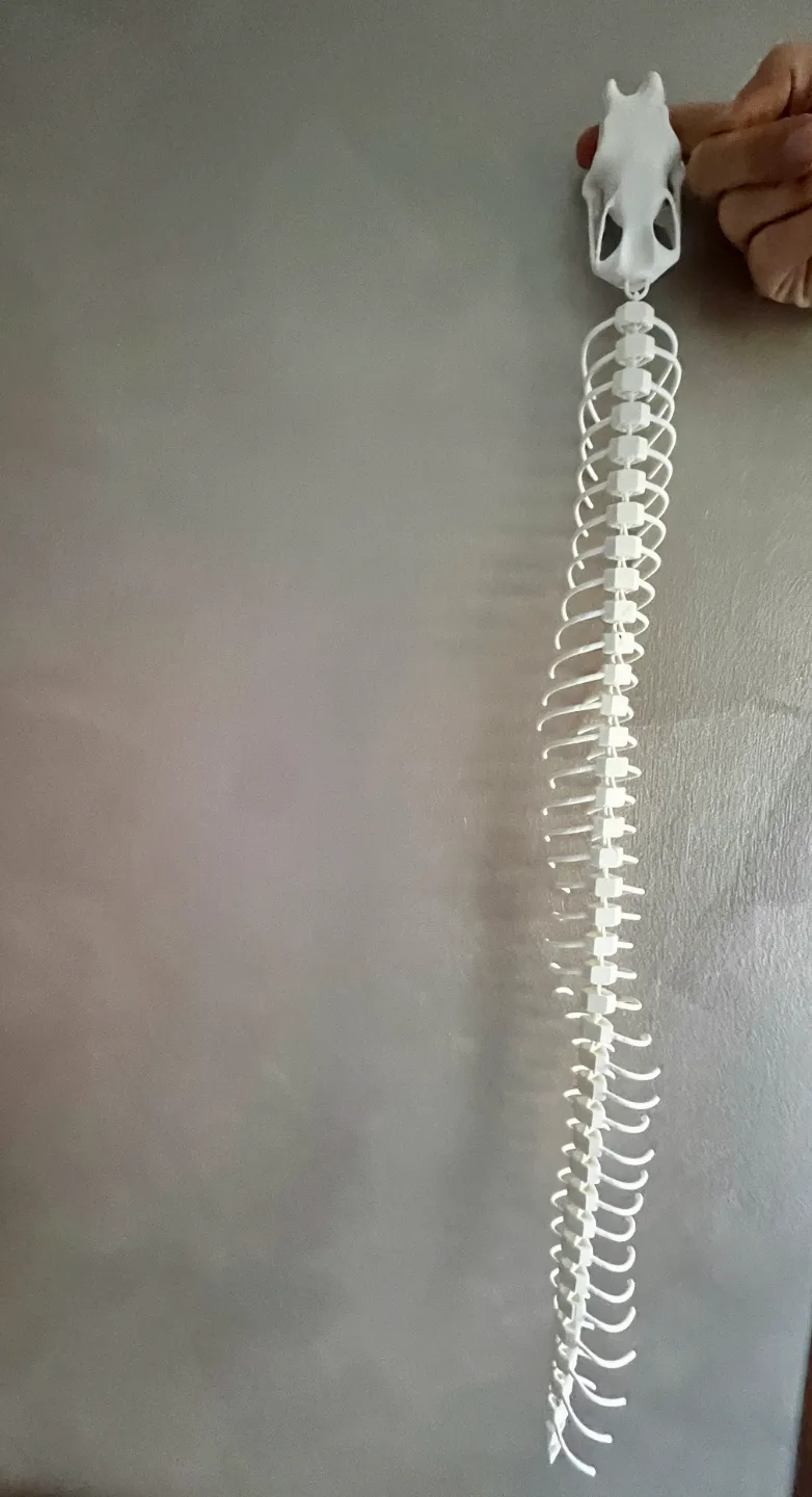Articulated Snake Skeleton by Bofonchio - MakerWorld