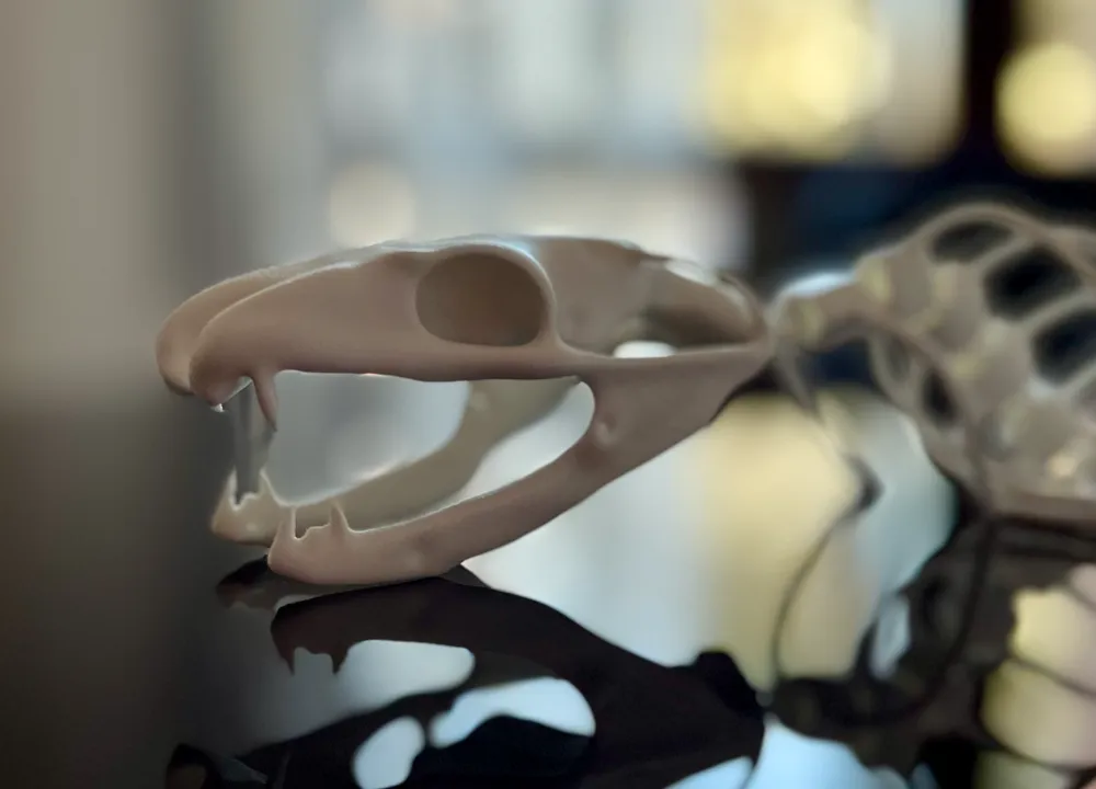 Articulated Snake Skeleton by Bofonchio MakerWorld: Download Free 3D Models