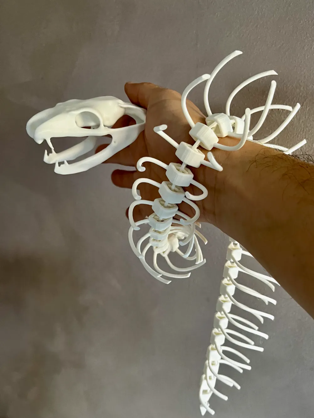 Articulated Snake Skeleton by Bofonchio - MakerWorld
