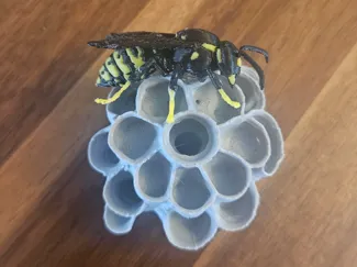 Queen wasp