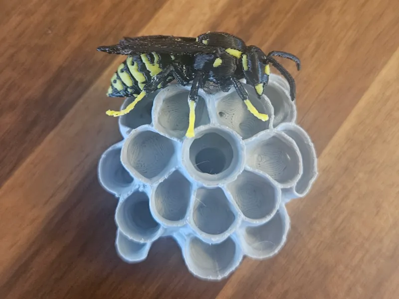 Queen wasp