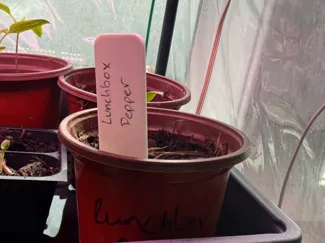 Seedling Stick