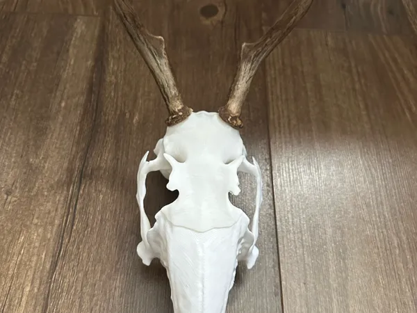 https://makerworld.bblmw.com/makerworld/model/US782ba50e191b80/design/2025-02-14_1d36ffbfcd094.jpeg