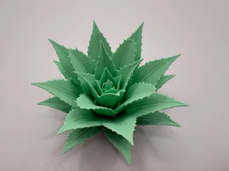Agave Plant
