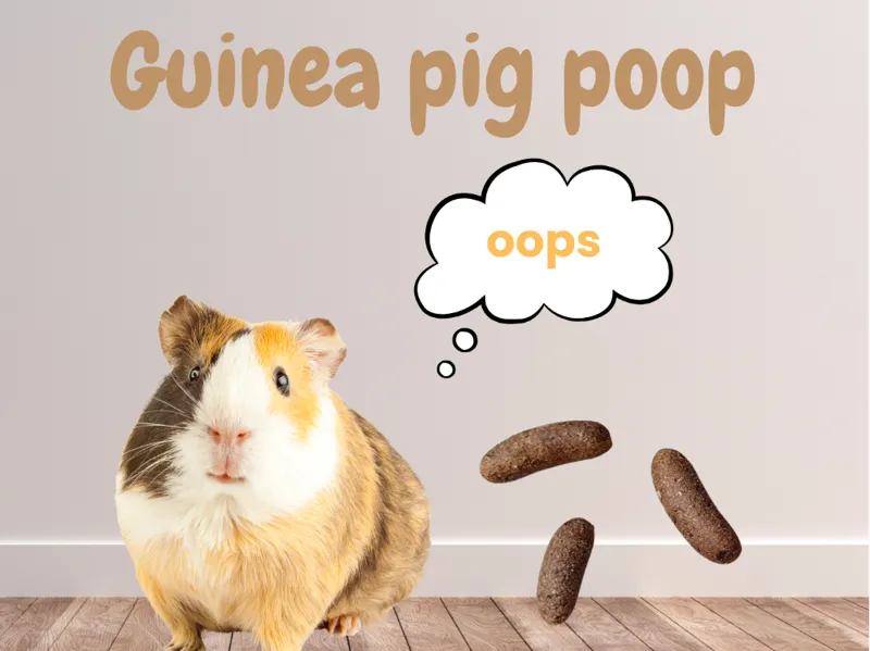 guinea pig poop