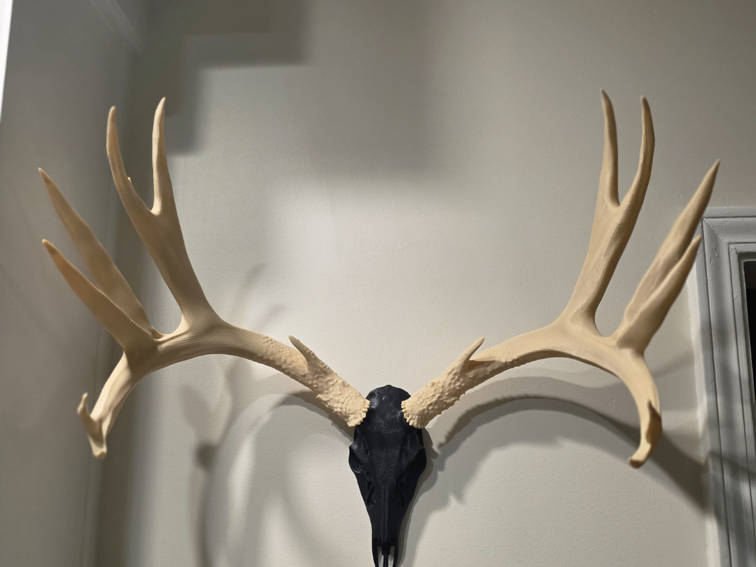Big Muley Antler Set - For BAS Skulls or Pedestal