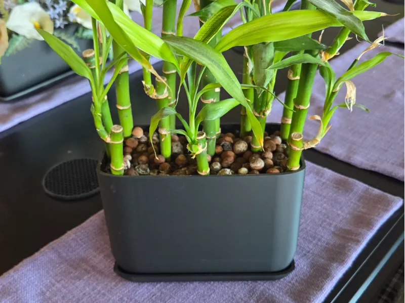 Bamboo Pot