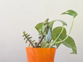 Vase Planter