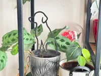 Tuteur de plante en forme de chien — photo 1