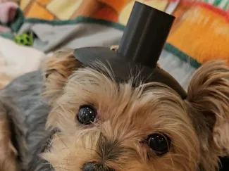 Mini 갓 (Gat - Korean Noble Hat) for Pet or Remix