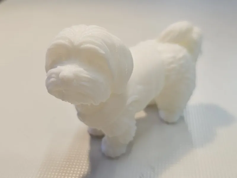 Cane Maltese