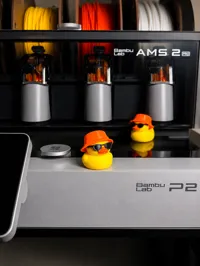 summer duck - AMS