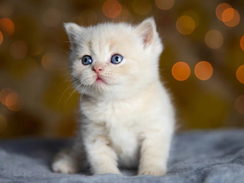 gatinho 