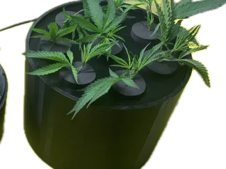 DWC 8 Hole Hydro-Cloner 