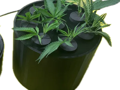 DWC 8 Hole Hydro-Cloner 