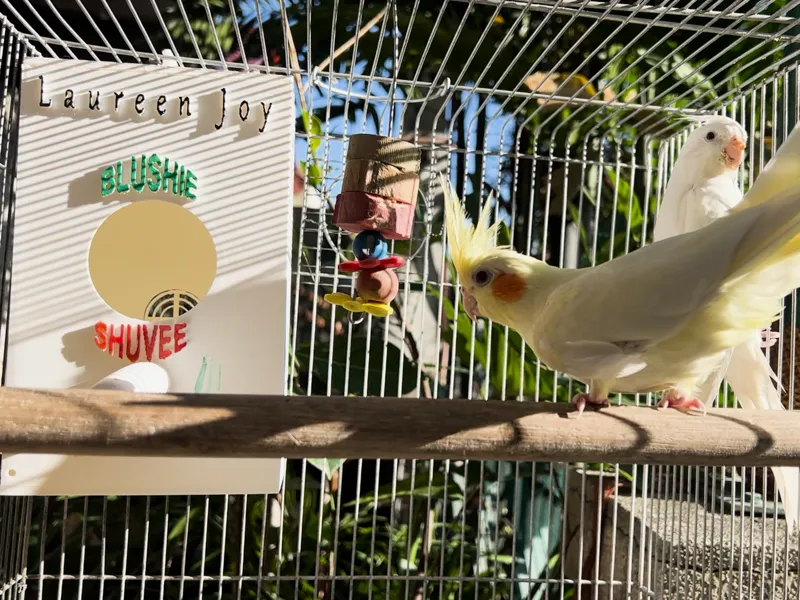 Bird room inside the cage