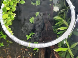 Pflanzenring Aquarium