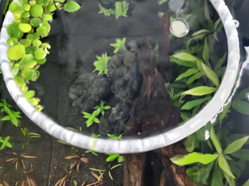 Pflanzenring Aquarium