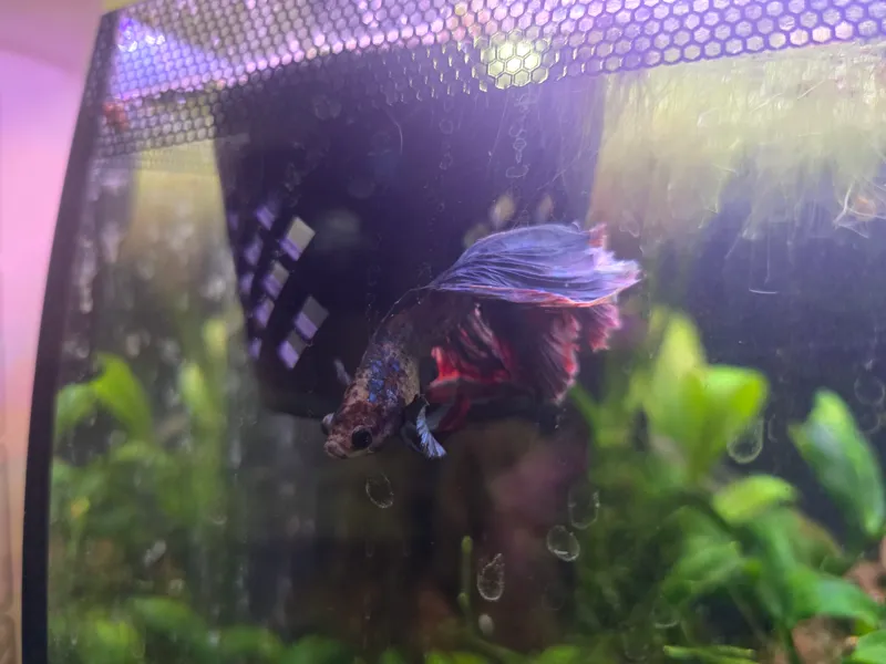 Floating Fish Feeder