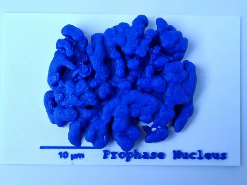 Prophase nucleus