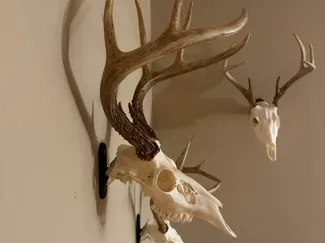 Skull Wall Hook