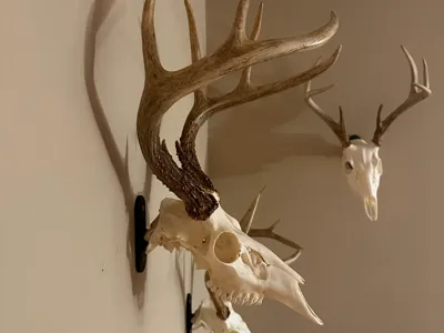 Skull Wall Hook