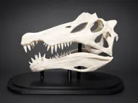 Standard Spinosaurus Skull