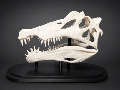 Spinosaurus Skull Display (250mm) - Fossil Replica