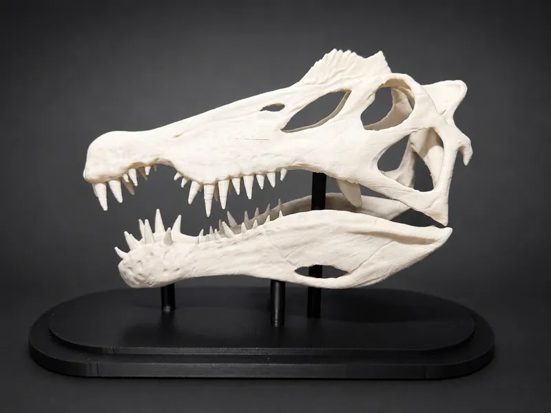 Spinosaurus Skull Display (250mm) - Fossil Replica