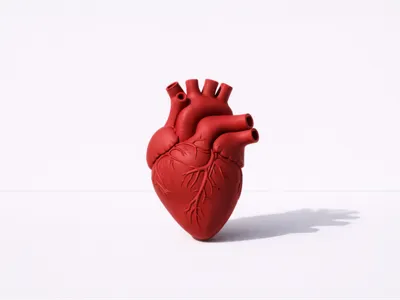 Anatomical Heart Magnet