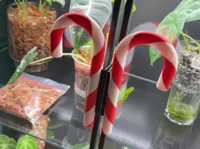 left and right slip on candy cane
