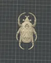 Scarab