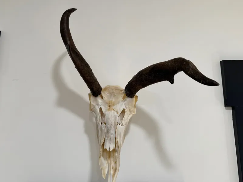 Euro Skull Mount