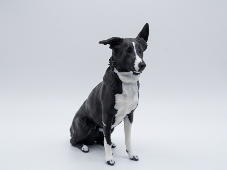 Dog Border Collie Realistic 