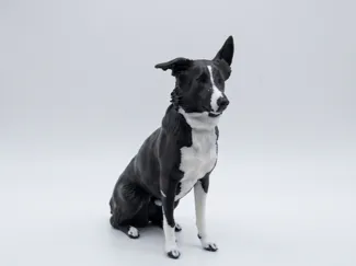Dog Border Collie Realistic
