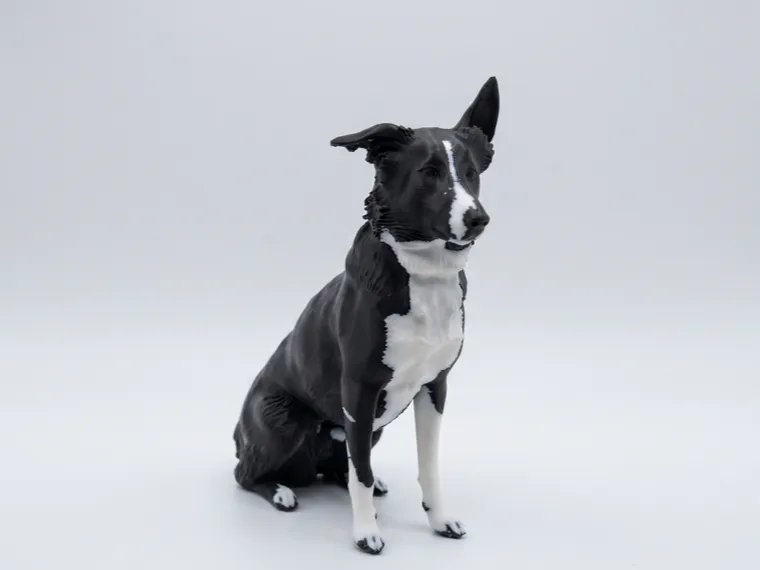 Dog Border Collie Realistic 
