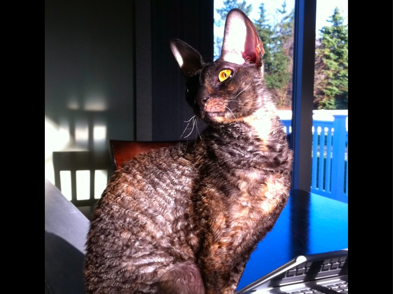 Cornish Rex - Cleopatra