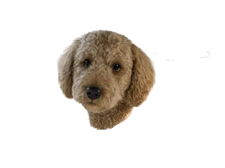 Dog Croc_1