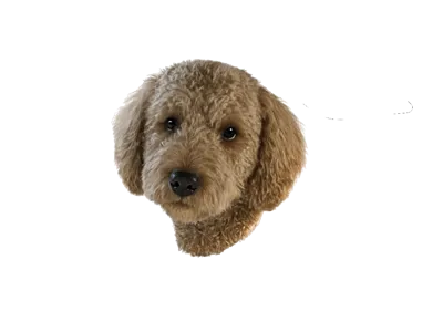 Dog Croc_1