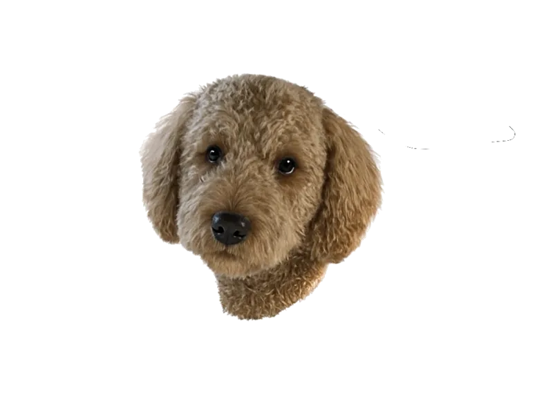 Dog Croc_1