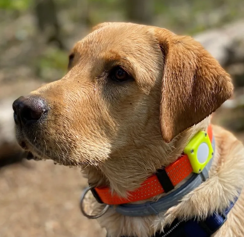 Airtag Hundehalsbandhalterung