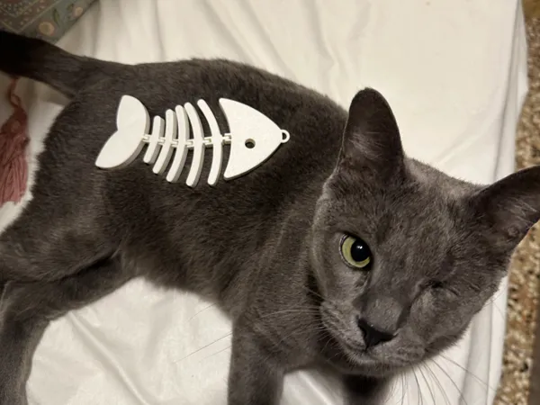 Poisson articulé flexible pour chat