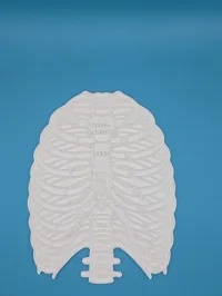 Panneau éducatif à colorier - anatomie de la cage thoracique — photo 2