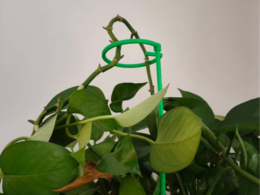 植物防倒支撑杆