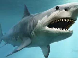 Shark statue