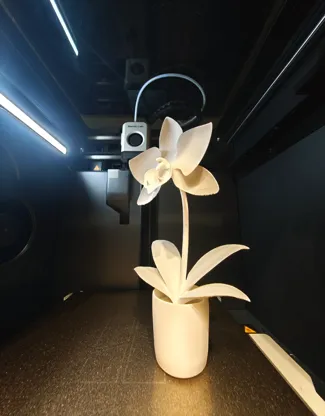 Orchid